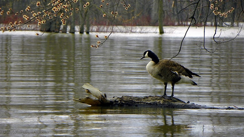 Canada Goose looking at high water during early spring 1920x1080 HD wallpaper