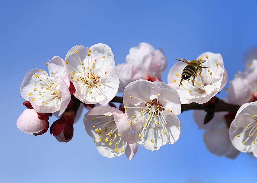Bees Insects Spring Apricot Flowers Branches, spring bees HD wallpaper