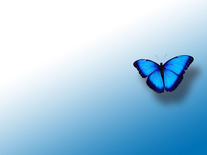 : blue butterfly on background, butterfly background HD wallpaper