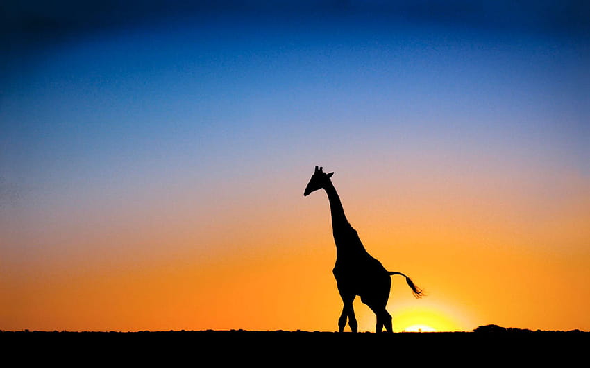 Sunset and Giraffe Botswana, giraffe sunset HD wallpaper