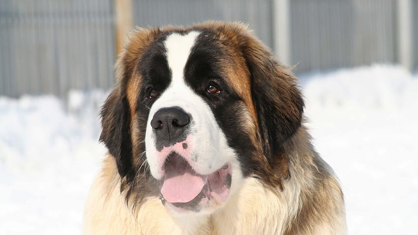 13 Italian Dog Breeds: Bolognese, Saint Bernard, and More