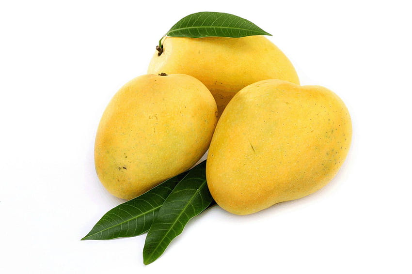 Sweet Fruit Mango – едно, пълно дърво алфансо манго HD тапет