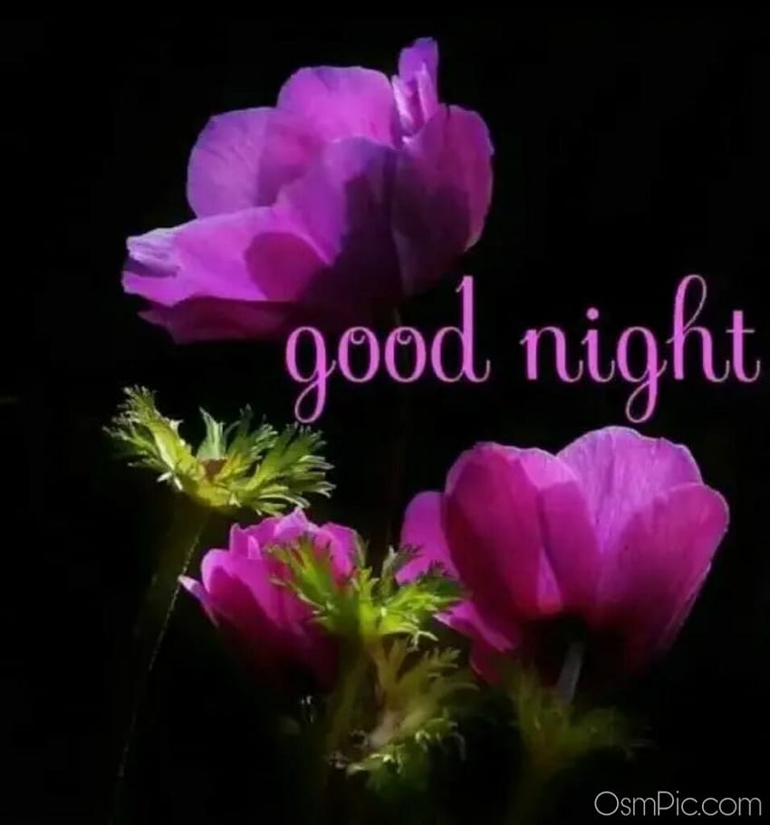 Best Good Night Good Night, good night flower HD phone wallpaper | Pxfuel