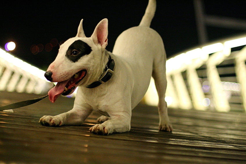 15 Bull Terrier, bull terriers HD wallpaper