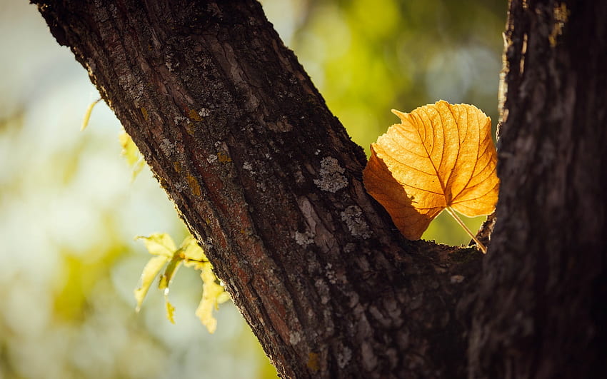 Macro leaf leaf yellow shape tree trees leaves stem bark blur autumn HD wallpaper