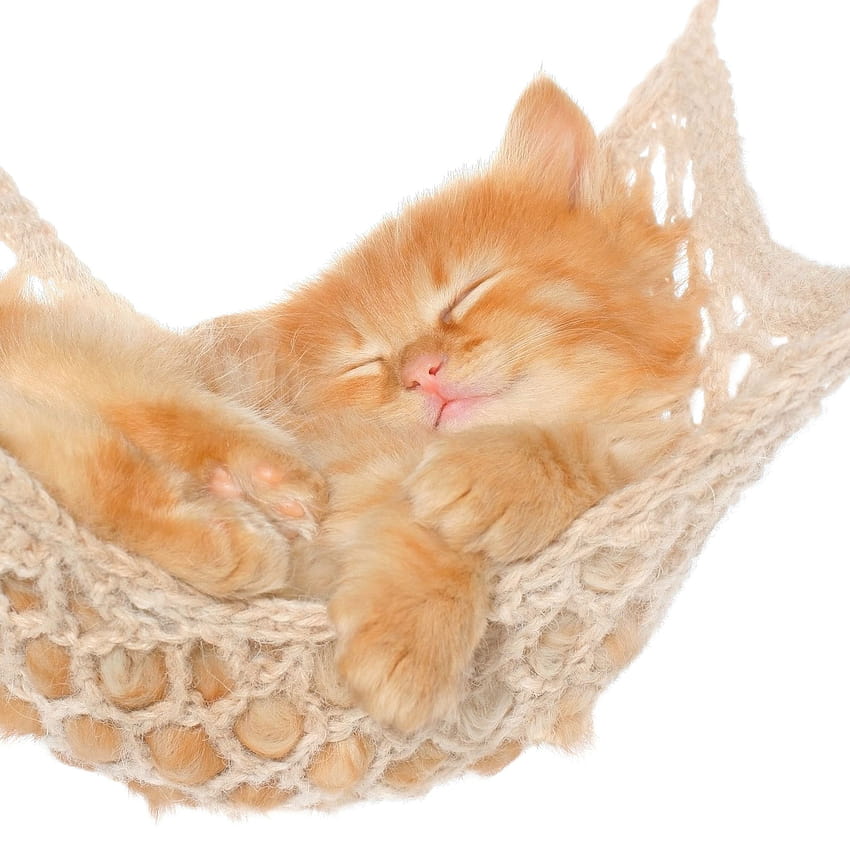 Cat Hammock Kitten Red Fluffy iPad Air, fluffy kittens HD phone wallpaper
