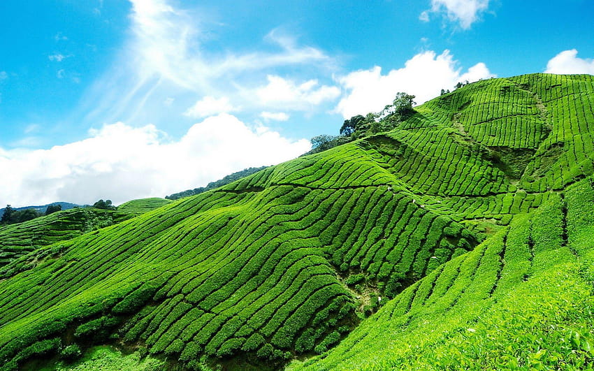 Чаена плантация и фонове, чаена градина HD тапет