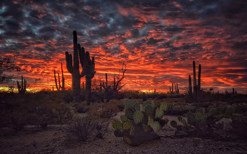 Тусон, Аризона, залез, пламтящо небе, пустинен пейзаж с кактус HD тапет
