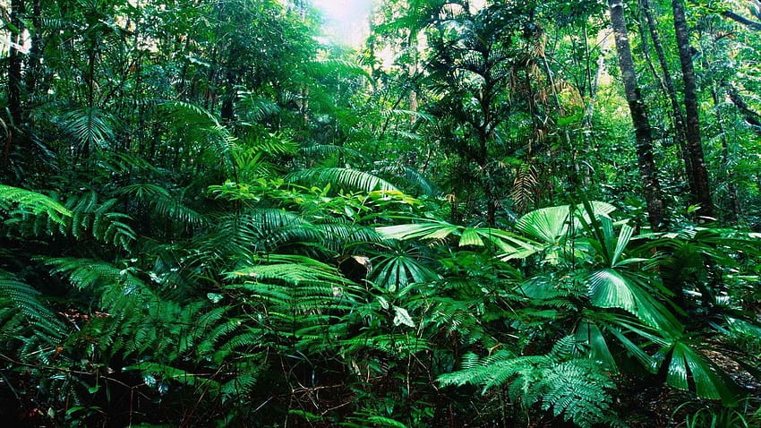 Tropical Rainforest, rainforest ultra HD wallpaper
