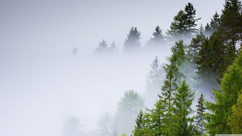 Foresta di conifere, nebbia, giornata di pioggia ❤ per, hujan Sfondo HD