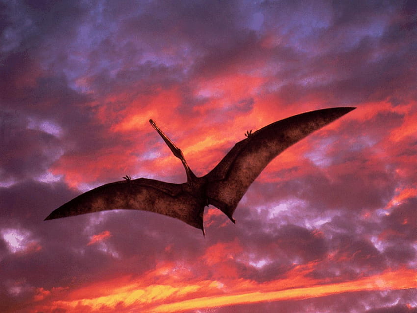 Best 6 Pterodactyl Backgrounds on Hip HD wallpaper