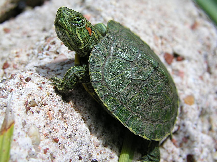 Funny Turtle 11630 เต็มเรื่อง เต่าน่ารัก วอลล์เปเปอร์ HD
