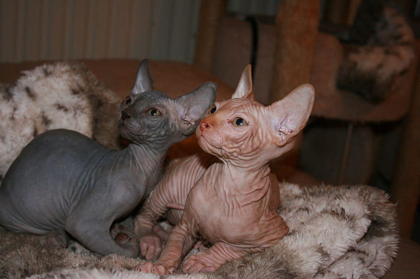 Adorable Sphynx Kittens for Sale Canvey Island, Essex Pets4Homes HD wallpaper