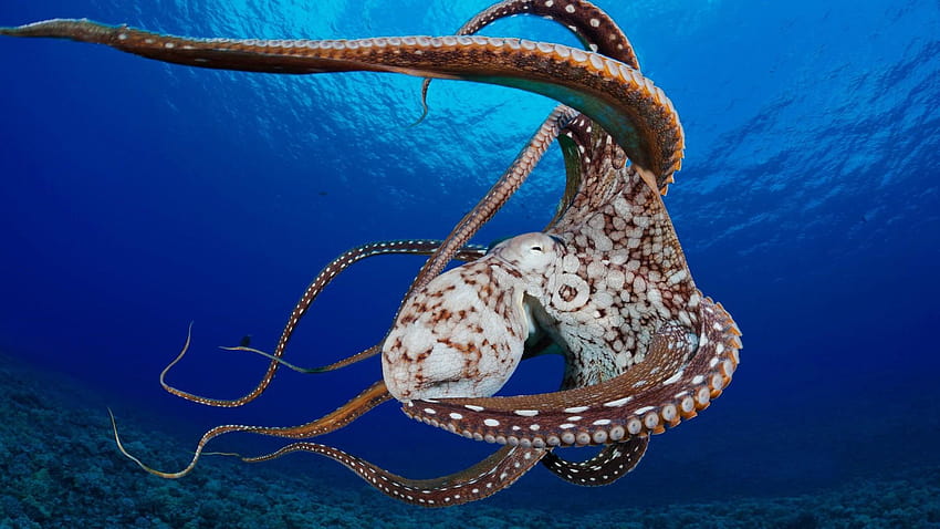 Blink, octopus HD wallpaper