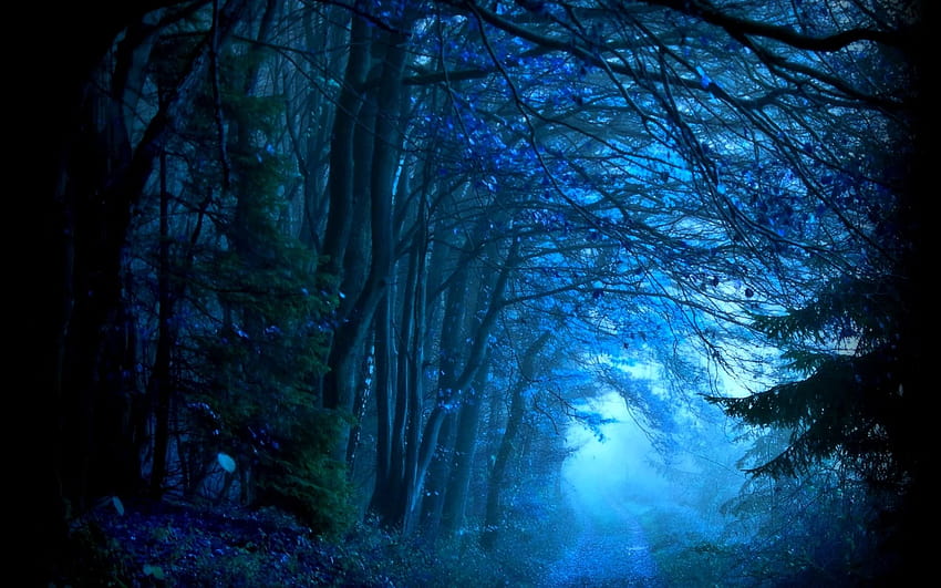 Amazing Forest Path, blue forest HD wallpaper