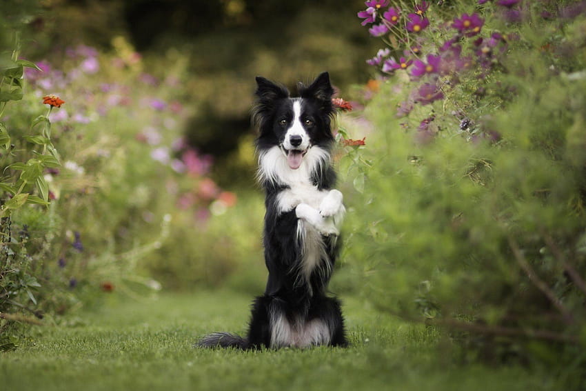 border collie dog front mood flower kosmeya, border collies HD wallpaper