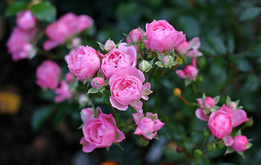ดอกไม้สวนนุ่ม สุขใจ สวนนางฟ้าสีชมพู นางฟ้าดอกกุหลาบ วอลล์เปเปอร์ HD