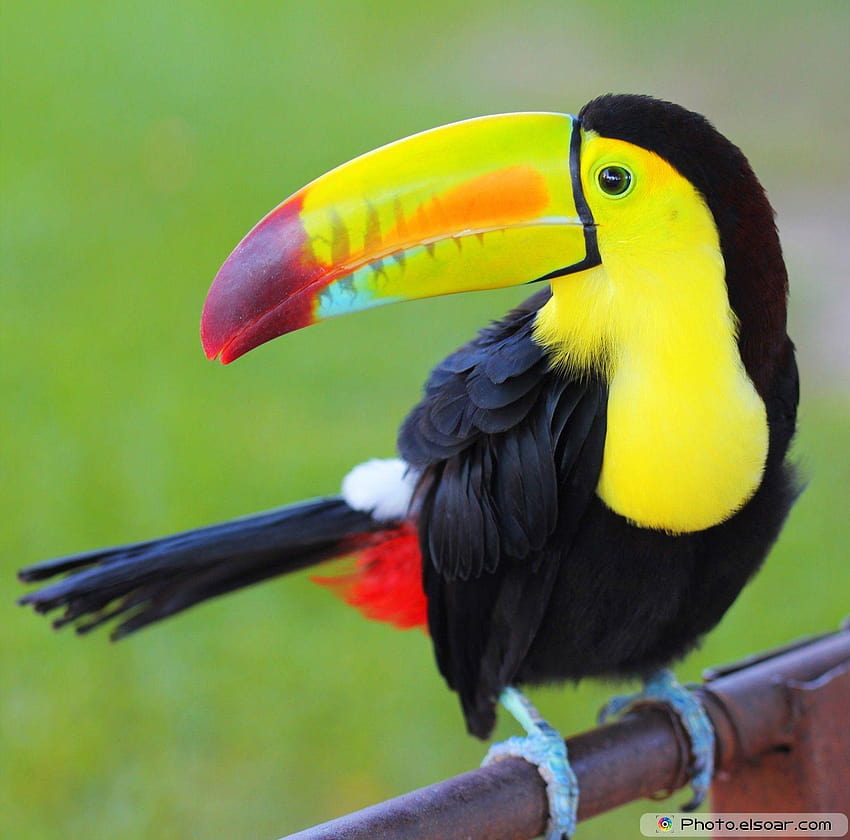 Тукани. Цветна птица в • Елсоар HD тапет