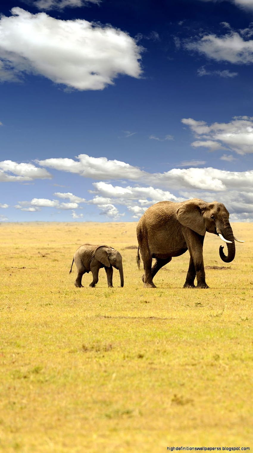 엄마와 아기 코끼리 아이폰, 코끼리 엄마와 아이 HD 전화 배경 화면