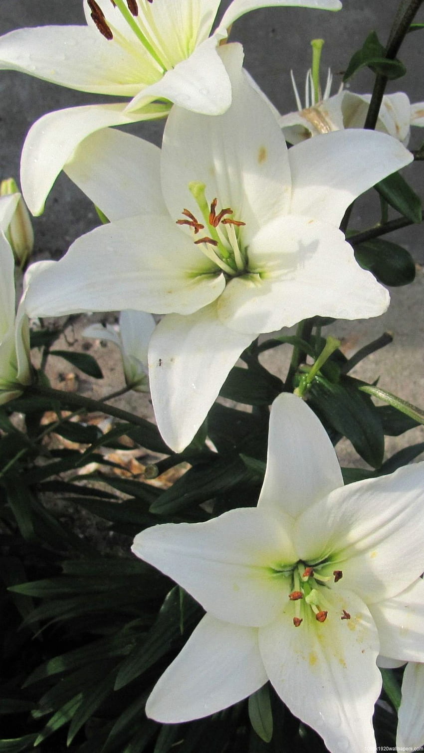 1080P Free download | 1080x1920 Lily Flowers White Green HD phone