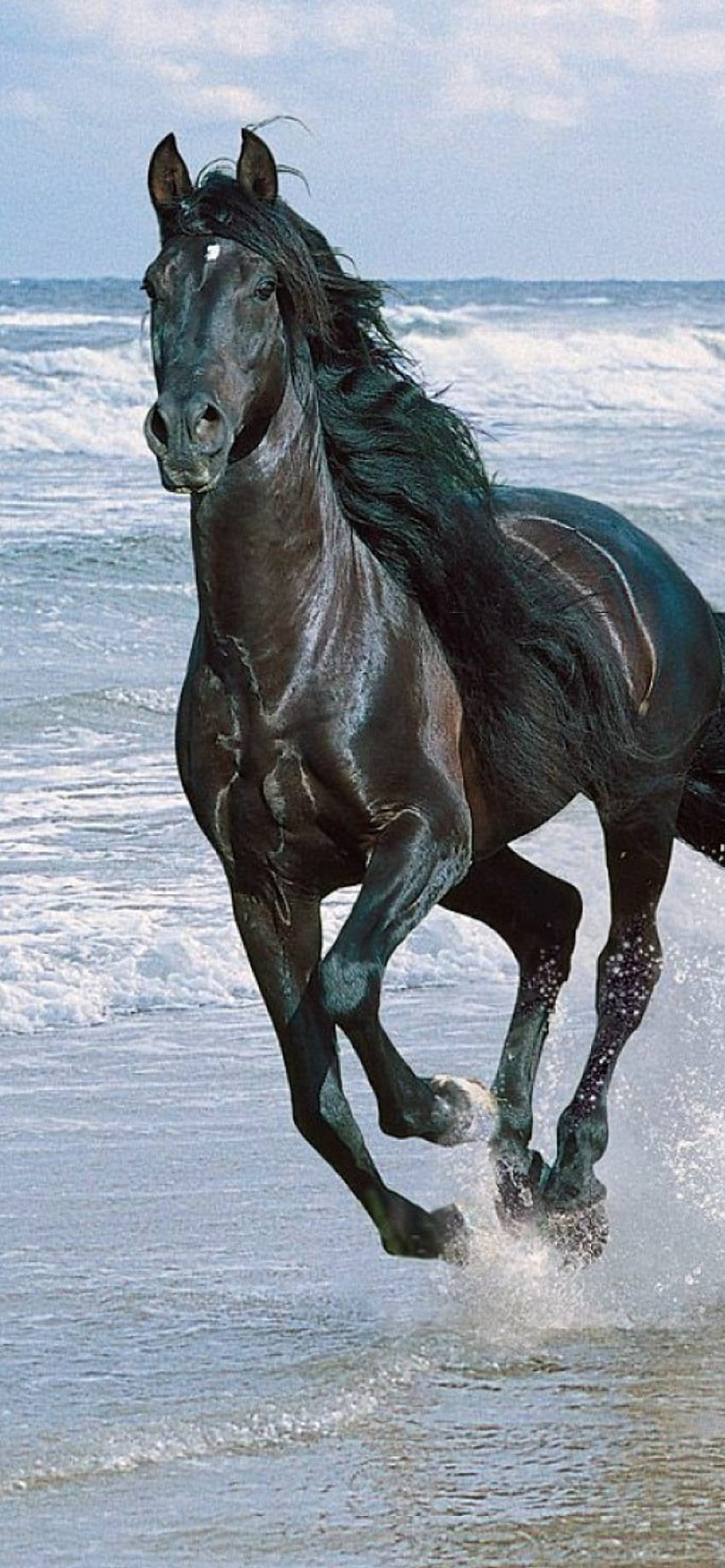 Schwarzes Pferd für iPhone 11 HD-Handy-Hintergrundbild