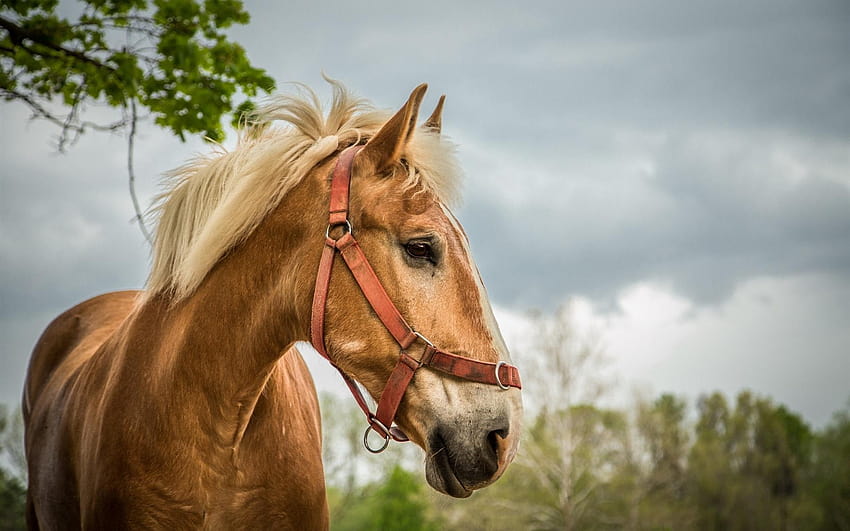 Cavallo, ritratto 1920x1200 , ritratto di cavallo Sfondo HD