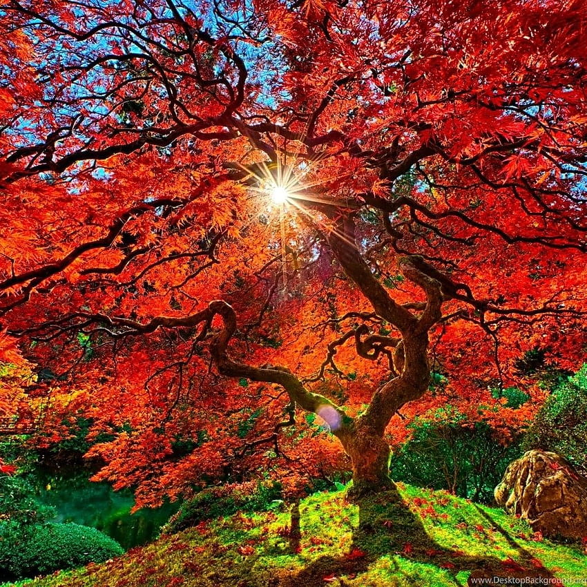 Nature Autumn Paradise Landscape iPad Backgrounds, autumn ipad HD phone wallpaper