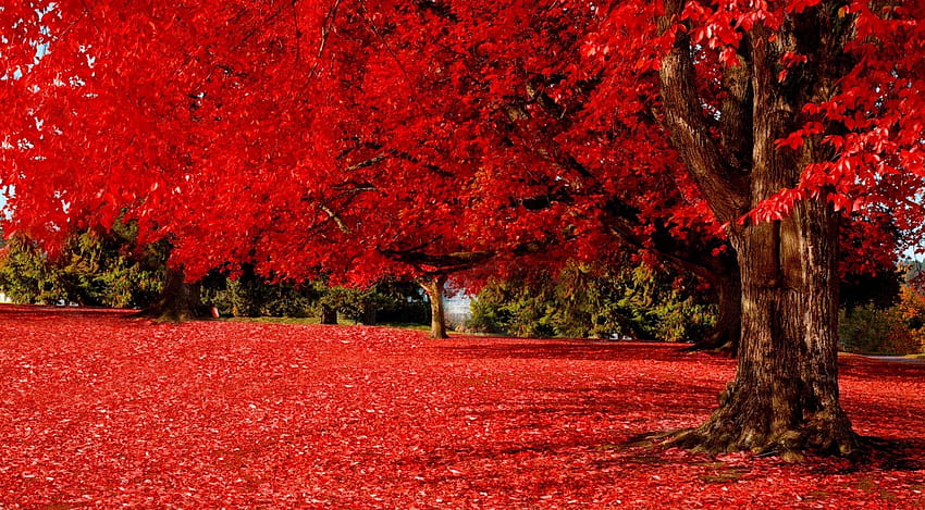 Forest: Autumn Nature Falling Leaves Red Tree Carpet HD wallpaper
