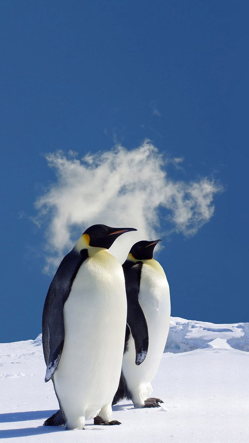 Императорски пингвин Iphone HD тапет за телефон