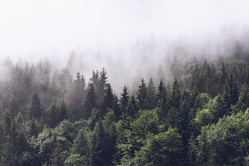 Cloudy forest Wall Mural / Forest, silent forest HD wallpaper