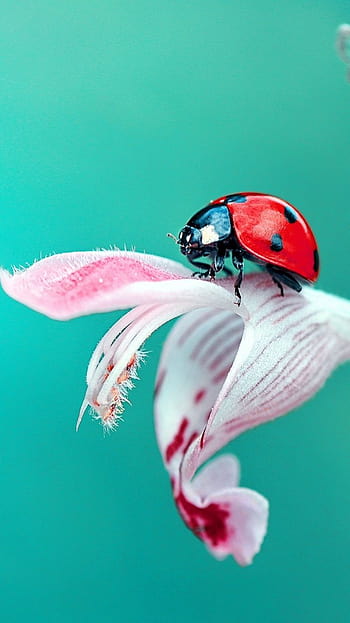 Cover phone drops ladybird. Ladybug , Beautiful bugs, Animal HD phone  wallpaper | Pxfuel
