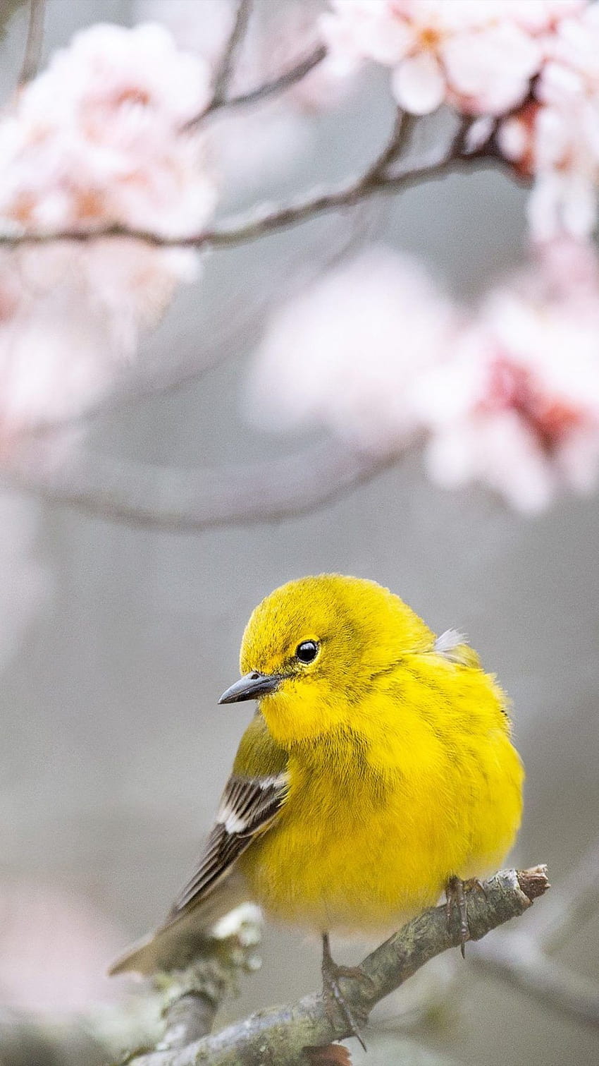 Pine Warbler Yellow Bird Ultra Mobile, birds phone HD phone wallpaper