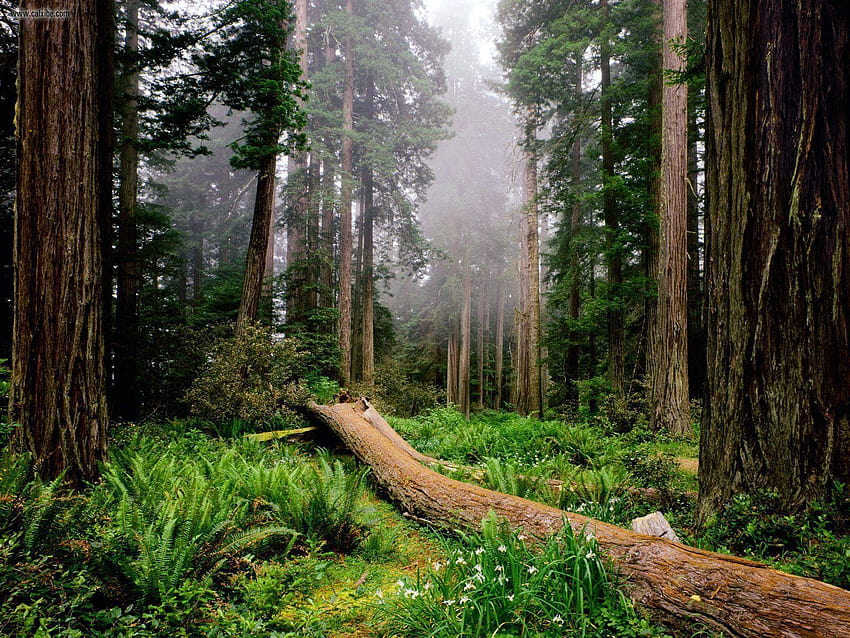 Nature: Fallen Nurse Log Redwood National Park California HD wallpaper