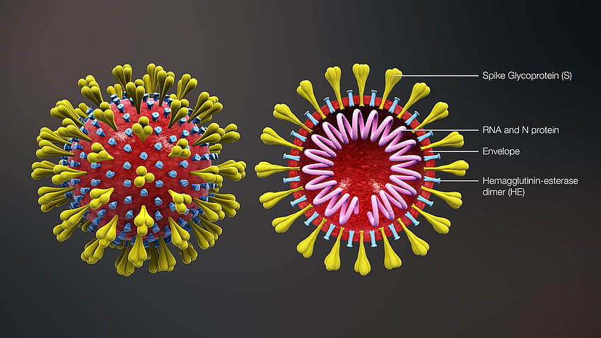How Long Can Viruses Live on Surfaces?, corona virus safety rule HD wallpaper