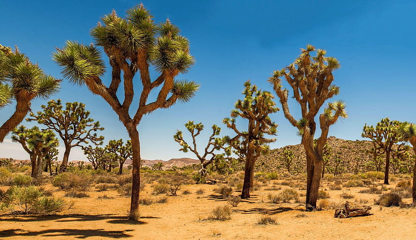 Desert: Joshua Trees Desert Tree Nature Full Backgrounds for Wallpaper HD
