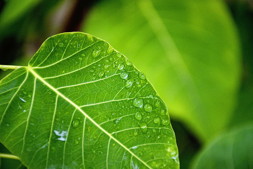 Selective Focus graphy of Water Drop on Green Leaf, water drop focus HD wallpaper