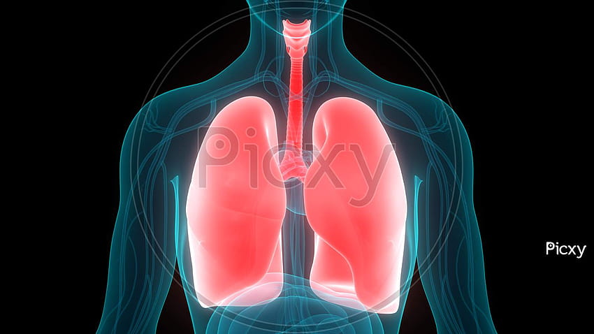 dell'anatomia dei polmoni del sistema respiratorio umano Sfondo HD