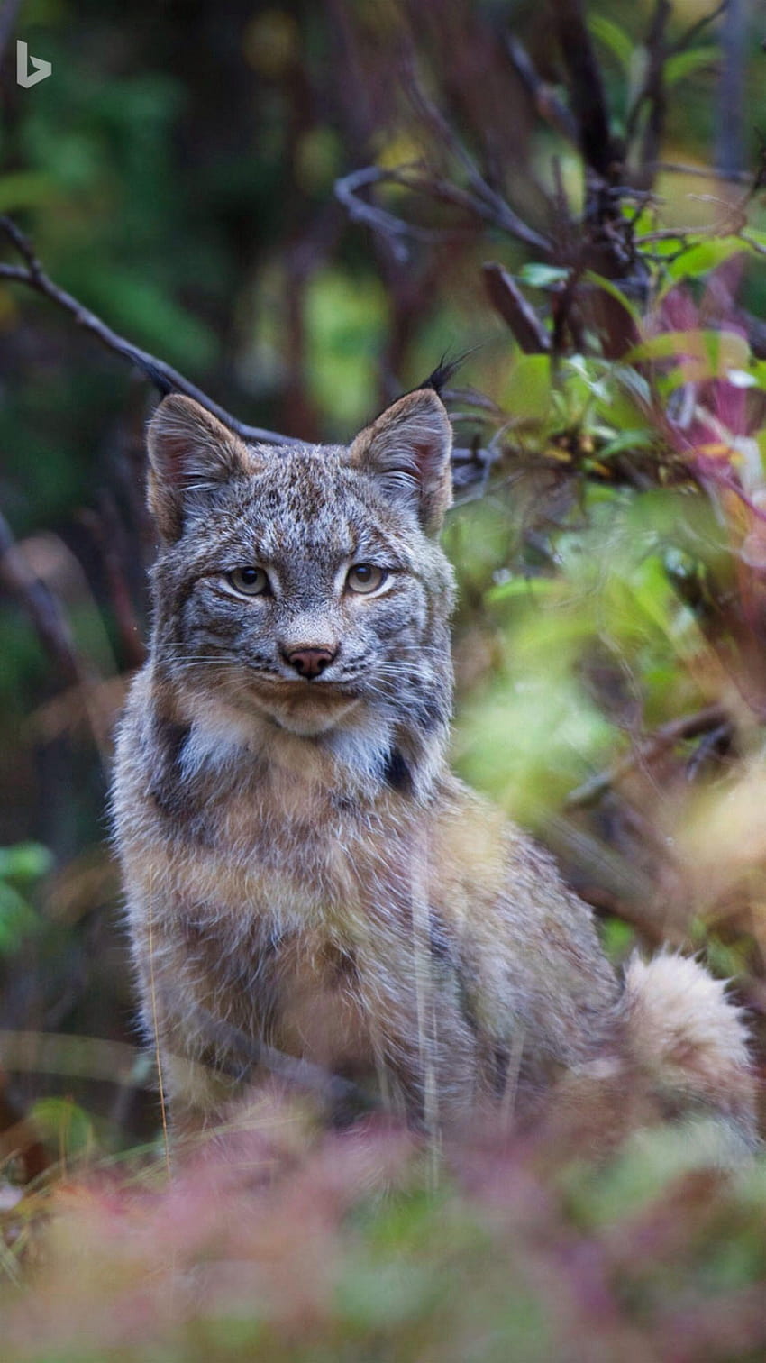 Canada Lynx at Denali National Park in Alaska. Bing HD phone wallpaper