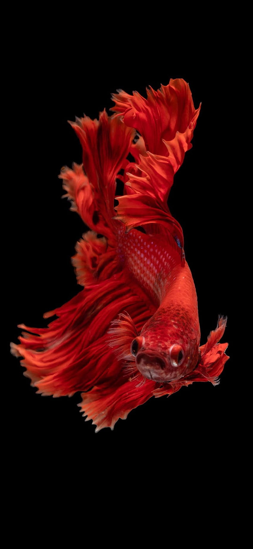 red Siamese fighting fish iPhone 12, red iphone 12 HD phone wallpaper