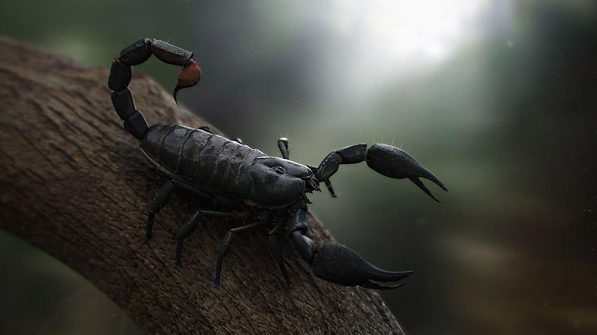 Scorpion Group, black scorpion HD wallpaper