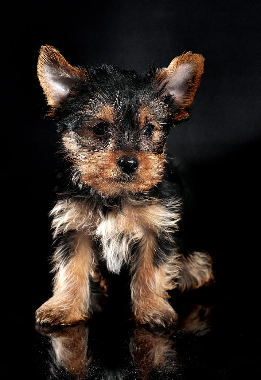 Yorkshire terrier puppy sitting on a plaid - AI Generated Artwork -  NightCafe Creator