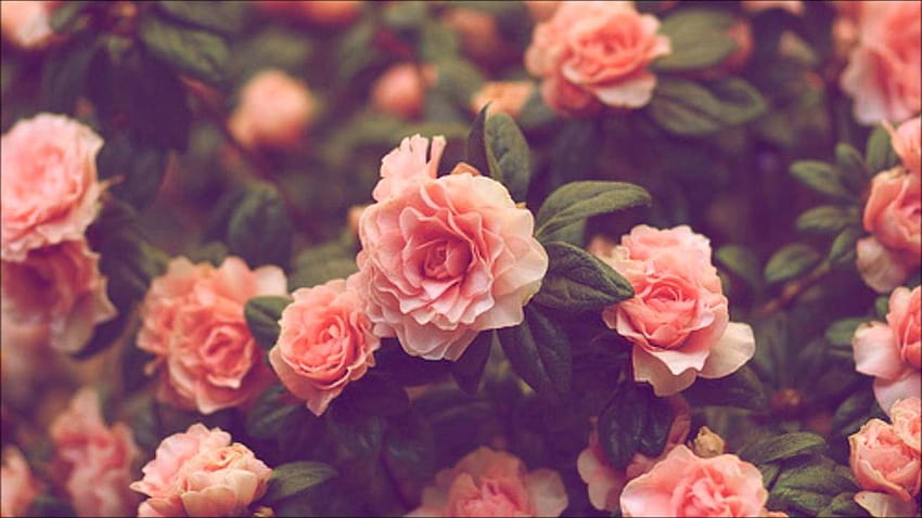 Najlepsze w historii estetyczne różowe róże w stylu vintage, estetyczne różowe róże Tapeta HD