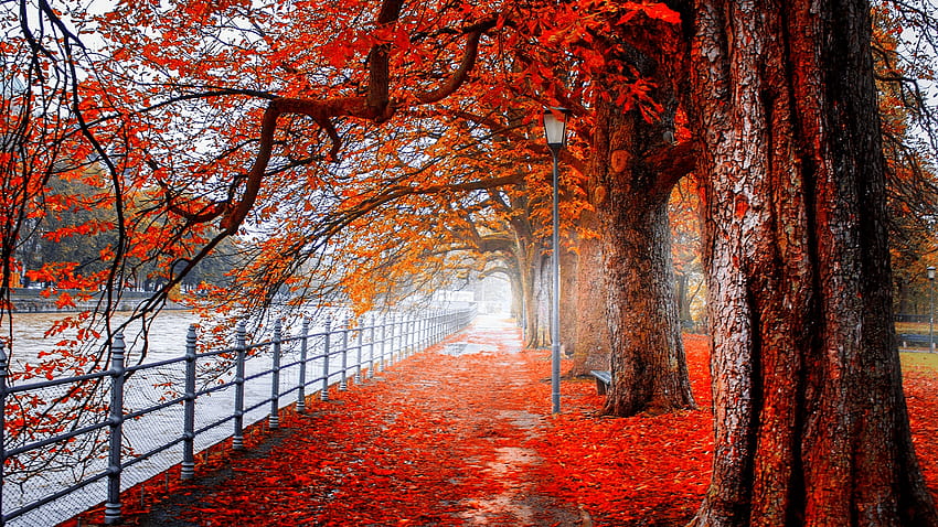 árvores de outono papel de parede HD