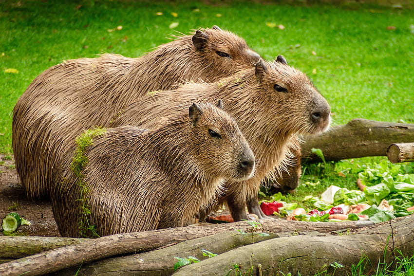 Beautiful Capybara HD wallpaper
