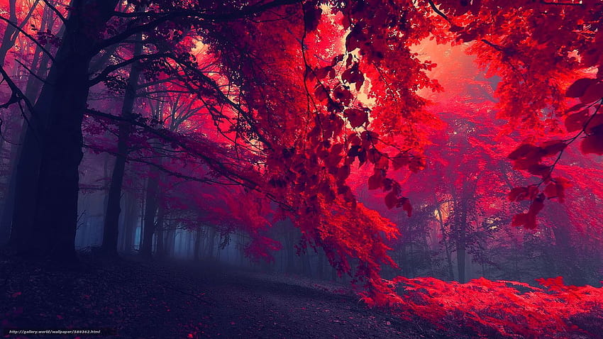 Auf der Leinwand, jesień, drzew, mgła Darmowe tapety na pulpit rozdzielczoci 1920x1080 HD-Hintergrundbild