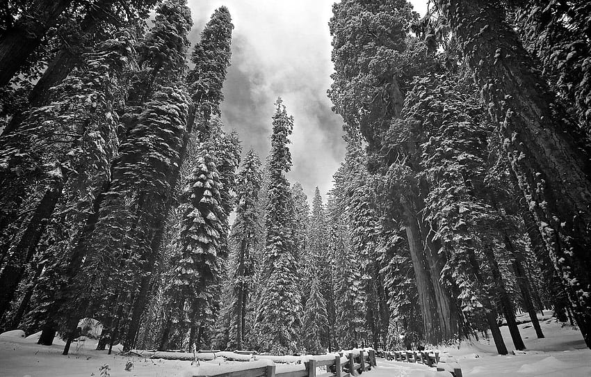 forest, winter, snow, tree, sequoia, redwood , section пейзажи, sequoia winter HD wallpaper