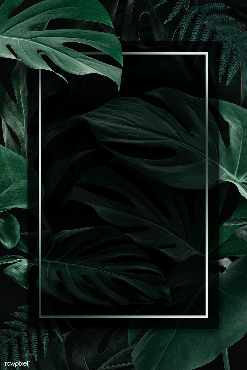 ilustrasi premium bingkai Rectangle dengan monstera hijau wallpaper ponsel HD