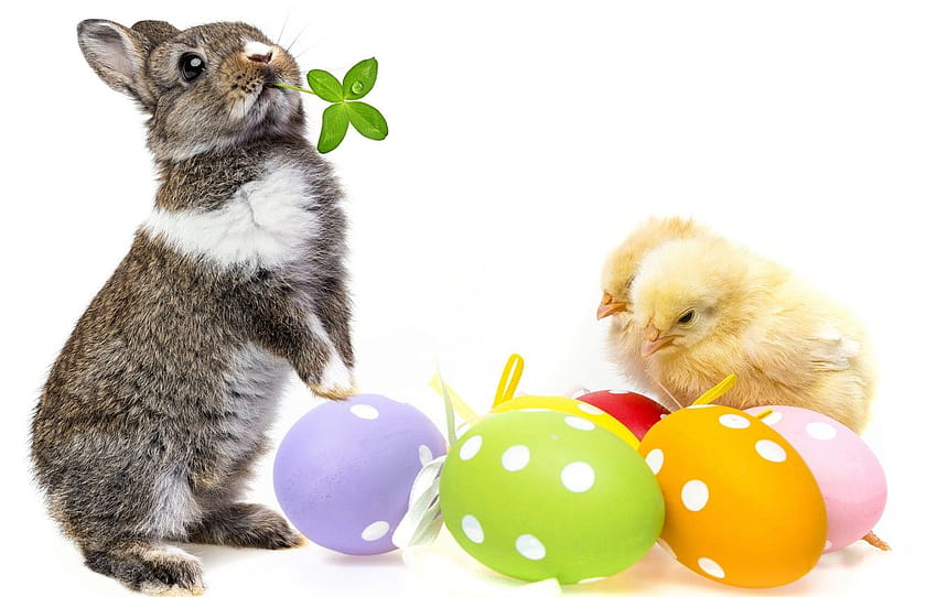 chickens, eggs, rabbit, Easter, spring, easter, bunny, easter hamster HD wallpaper