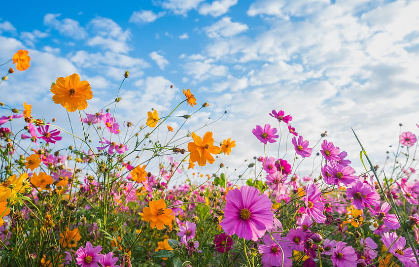 field, summer, the sky, the sun, flowers, colorful, meadow, summer, pink, field, pink, flowers, cosmos, meadow , section цветы, summer floral sun HD wallpaper