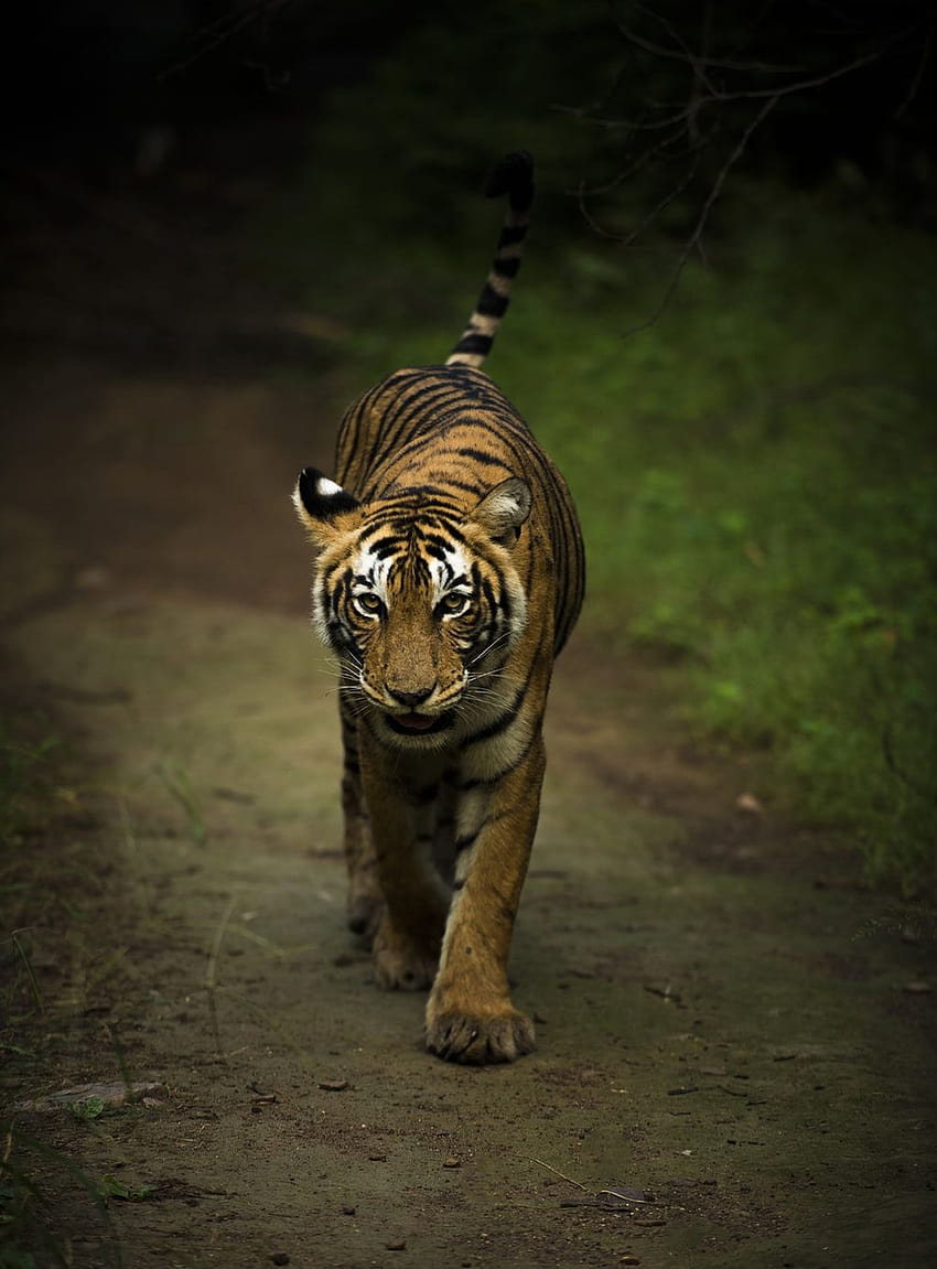 35 Бенгалски тигър [], кралски бенгалски тигър HD тапет за телефон